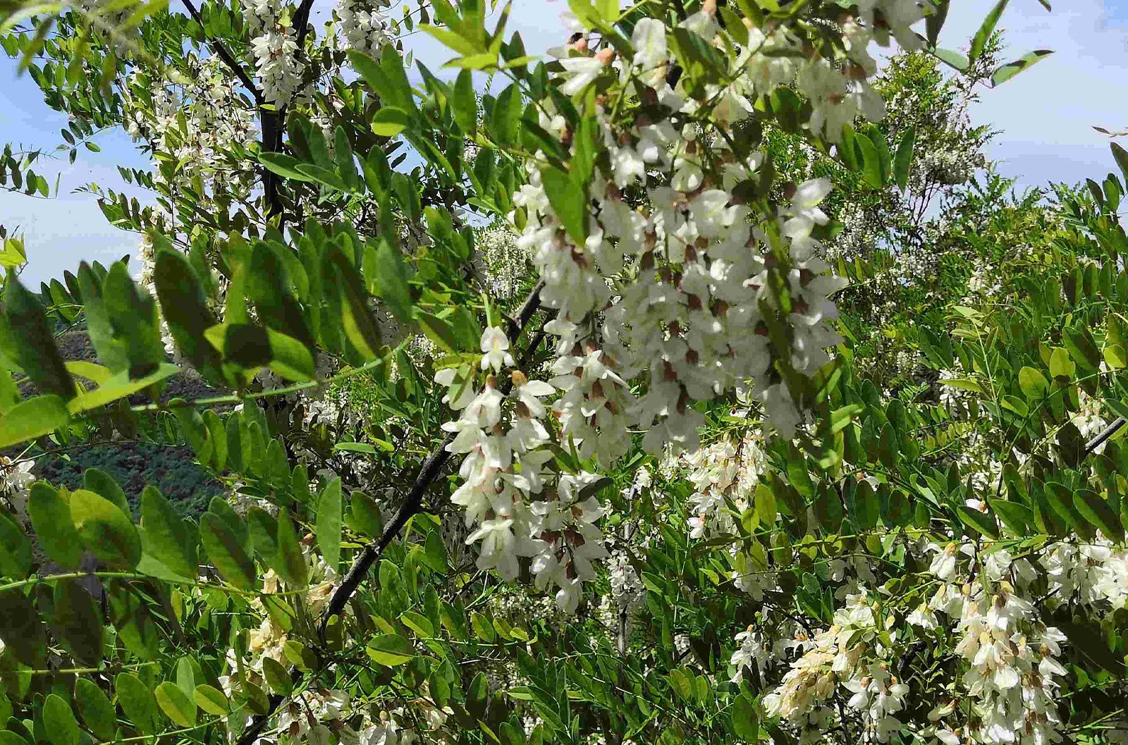 又是洋槐飄香時(shí)： 2022年度洋槐蜂蜜產(chǎn)情匯總